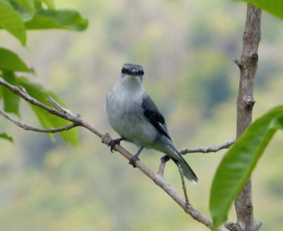 Coracina di mauritius