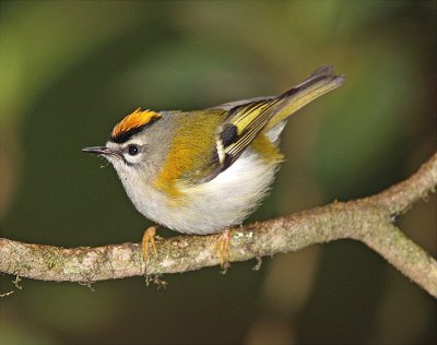 Fiorrancino di madera