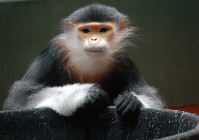 Langur duca