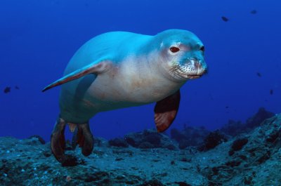 Foca monaca delle hawaii