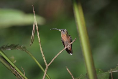 Eremita barbuto nero