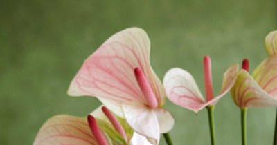 Anthurium