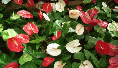 Anthurium