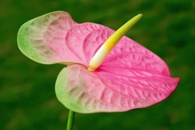 Anthurium