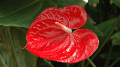 Anthurium