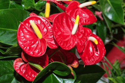 Anthurium