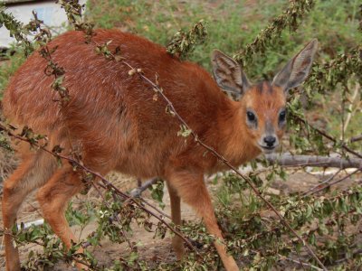 Antilope del capo