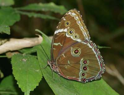 Morpho eleonor