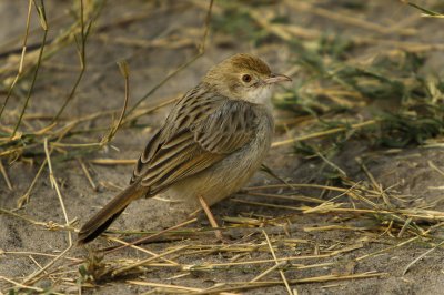 Cisticola chiniana