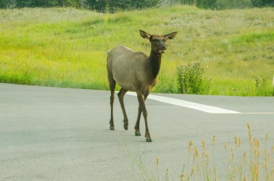 Wapiti on the Road