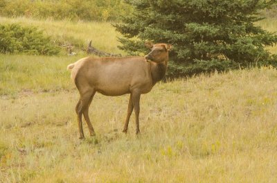 Wapiti Canada