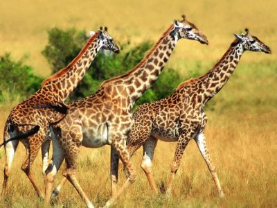 Giraffa nigeriana