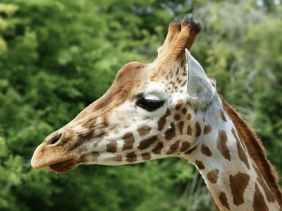 Giraffa ugandese