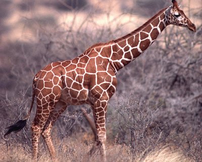 Giraffa somala