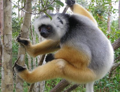 Sifaka diadema