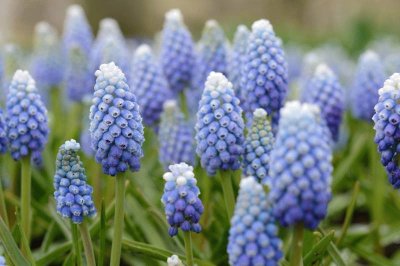 Muscari