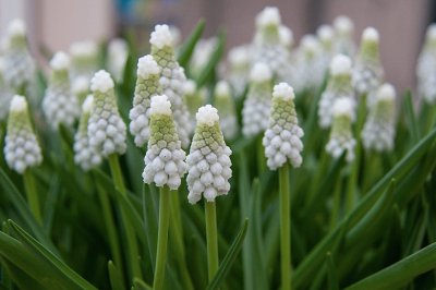 Muscari