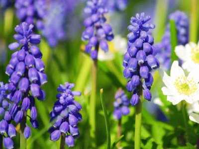 Muscari