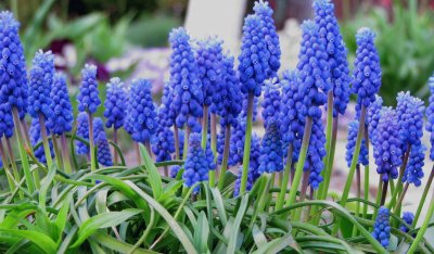 Muscari