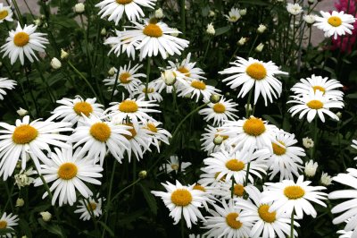 Marguerites