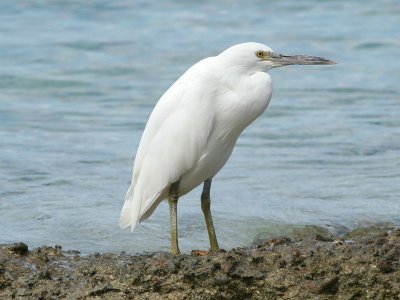 Garzetta di reef