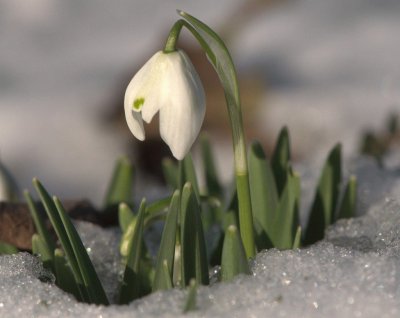 perce neige