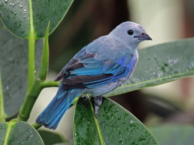 Tangara grigioazzurro