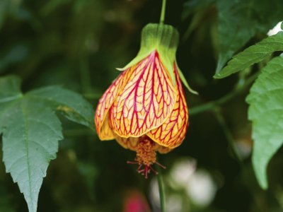 abutilon