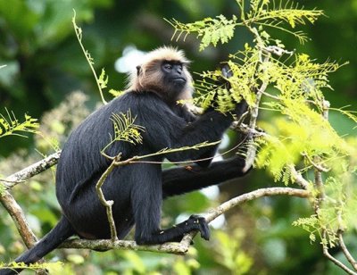 Langur del nilgiri