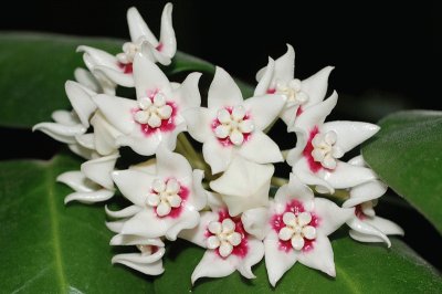 Hoya