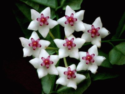 Hoya