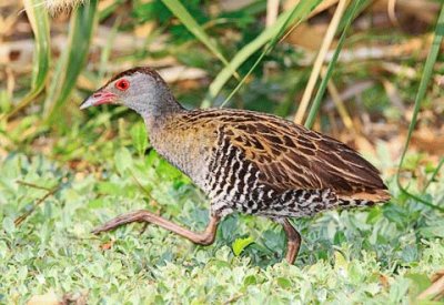 Crake africano