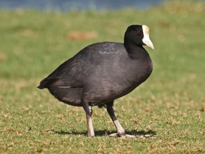 Fulica alai