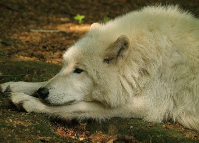 Polarwolf