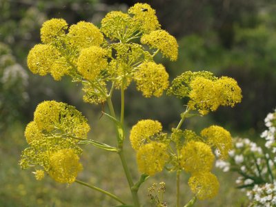 wilder Fenchel