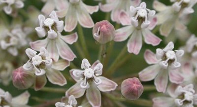 Asclepias