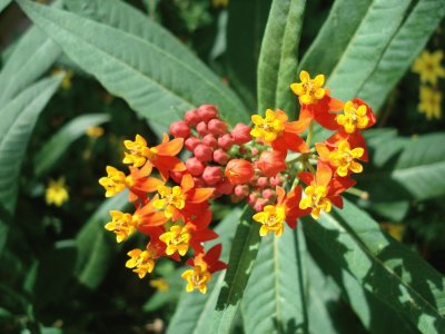 Asclepias