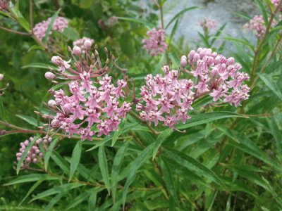 Asclepias