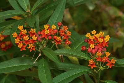 Asclepias