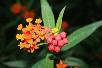 Asclepias