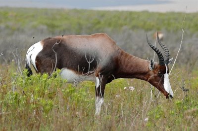 Damalisco pygargus