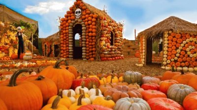 Bones Pumpkin Patch-Culver City, CA