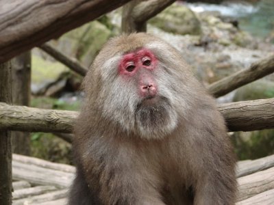 Macaco tibetano