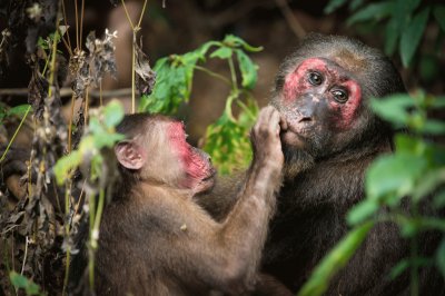 Macaco orsino