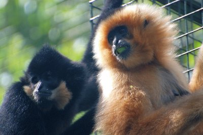 Gibbone dalle guancerosa