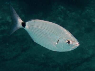 Occhiata