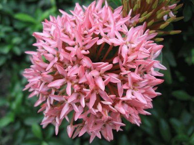 Ixora