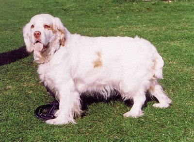 Clumber spaniel