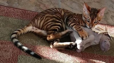 Toyger