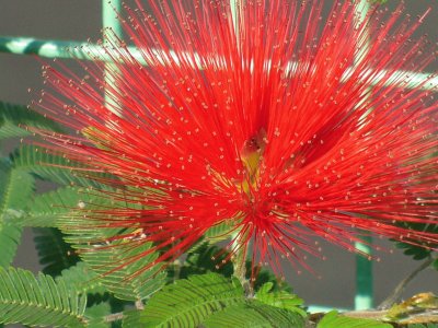 calliandra twidii